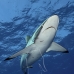 shark_silky_far_jar_v_0362_cub5434.jpg